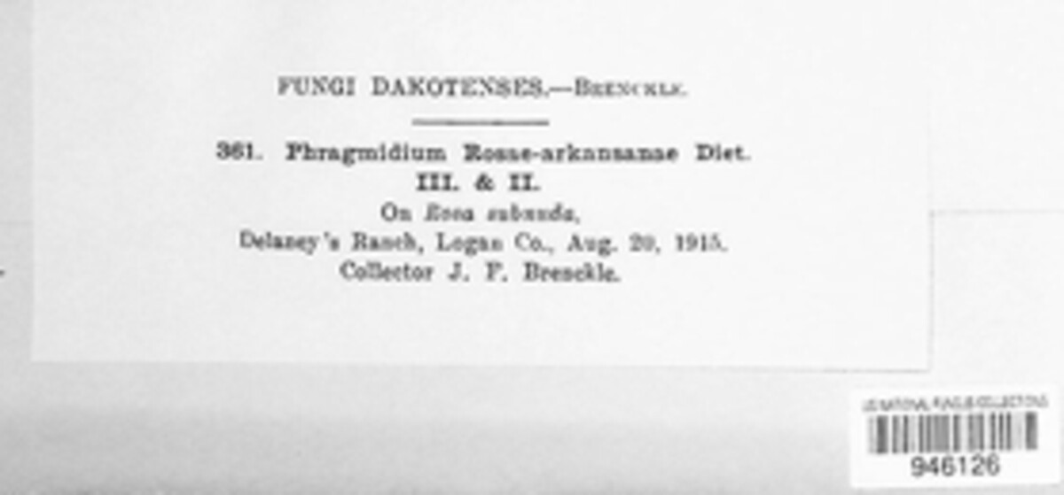 Phragmidium rosae-arkansanae image